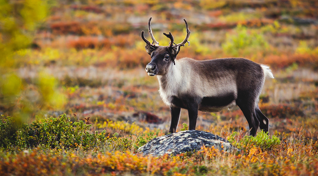 Abisko National Park Pictures: View Photos & Images of Abisko National Park